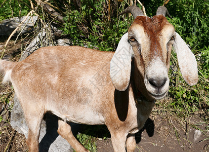 长耳朵的努比亚山羊图片