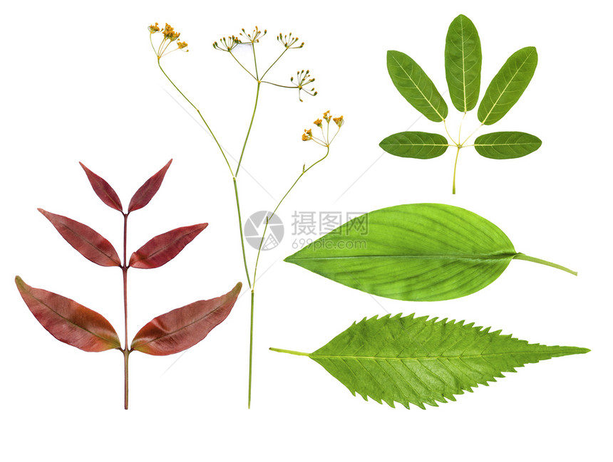植物树叶和花朵展示设计工作白色背景上的图形孤立细边用于设计工作图片