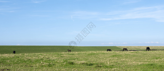 在达特克州的薯条兰一片全景中蓝天下有马的草原景观图片