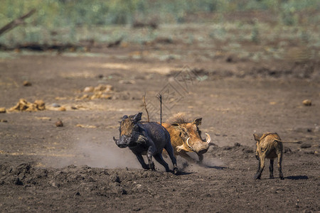 奔跑的猪南方的姆普马兰加高清图片