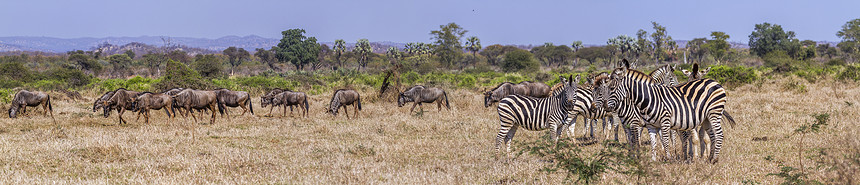 南非洲Kruge公园非洲南部Kruge公园Cpetiqusigabncheli和onhaetsurins图片