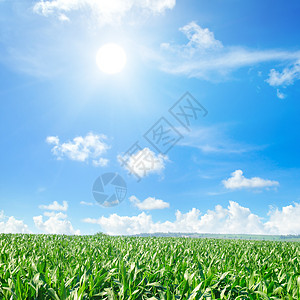 绿地有玉米蓝云的天空和太阳农业景观图片
