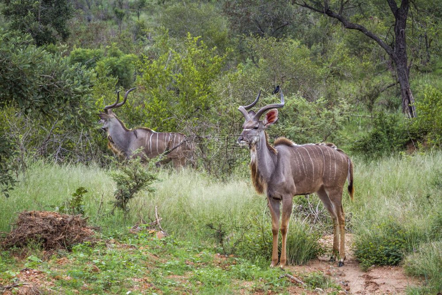 在非洲南部的Kruge公园绿草原上有2个大库杜男子非洲南部的Bovidae的Spcitraglphustrepico家庭图片