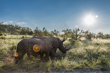 学犀牛网素材南部白犀牛家庭南部非洲Kruge公园的南部白犀牛家庭背景