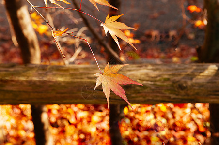 伽吉鲁壁纸黄色秋叶子和木篱笆关闭详细背景日本色彩多的季节变化概念自然场景壁纸背景