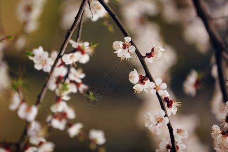 春樱花粉红色樱杏仁背景图片