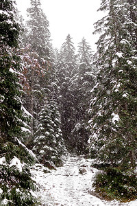 冬天的雪树季图片