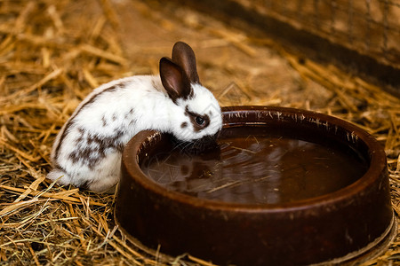 白兔将饮水小的高清图片素材