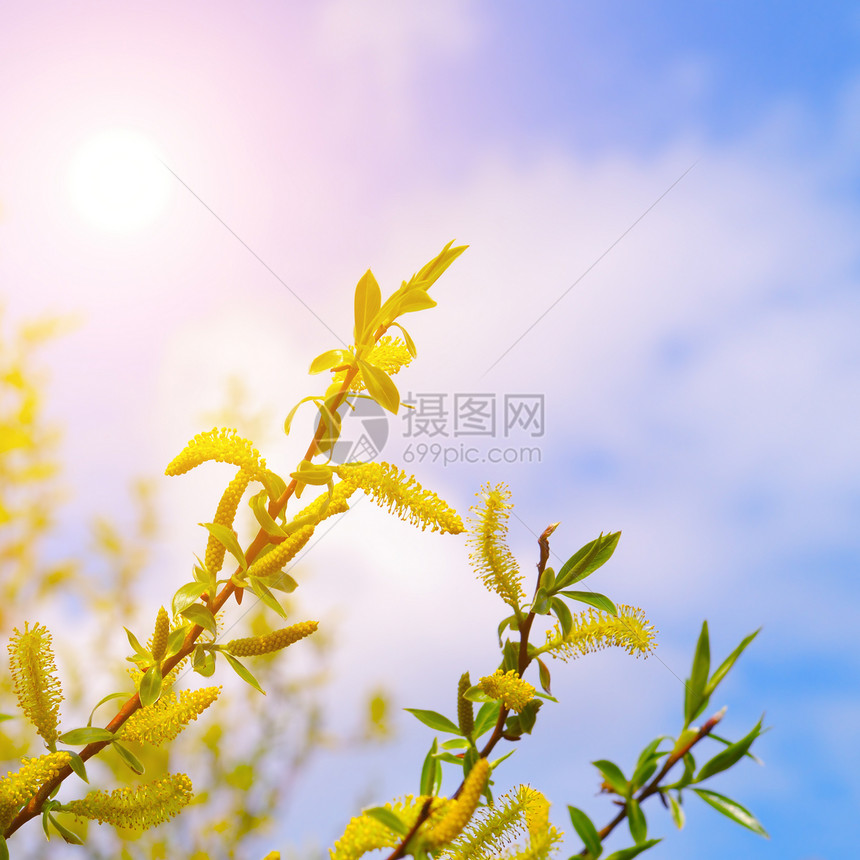 在蓝天空背景下播树枝和太阳图片