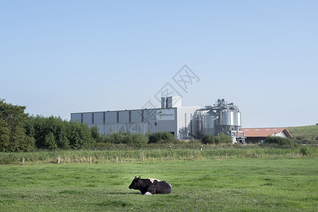 弗里西亚奶牛诺登德意志2019年月25日在德意志州低萨康尼的阿格拉维斯工厂附近的草地上孤单牛背景