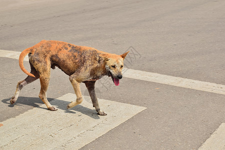被抛弃的狗躺在地上眼泪悲伤狗走着斑马交叉口背景图片