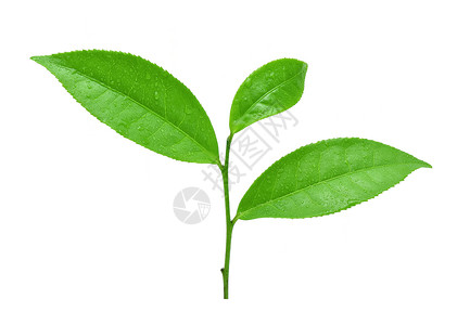 绿色茶叶白底带有水滴图片