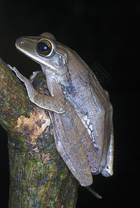 聚酯脂质通常称为东北部树蛙这是内地低森林中常见的青蛙种图片