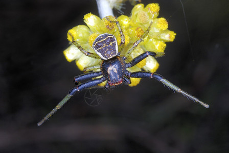 Thomisdae一种螃蟹蜘蛛很容易与其他蜘蛛区分开来因为前两双大腿图片