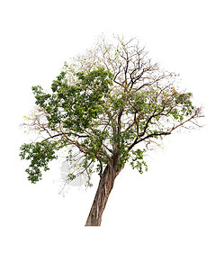 白色背景上的孤立树高清图片