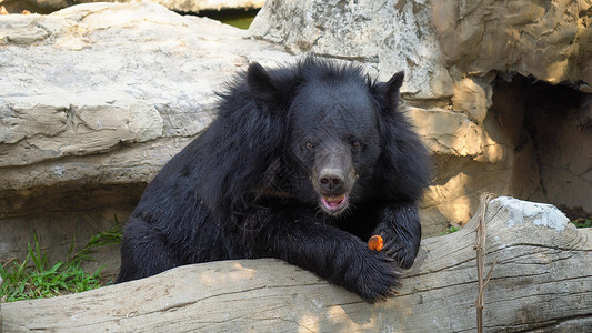 动物园中的黑熊背景图片