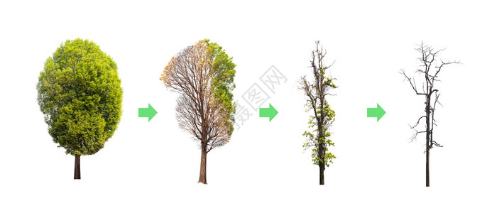 能使树的寿生动从完到枯木高清图片
