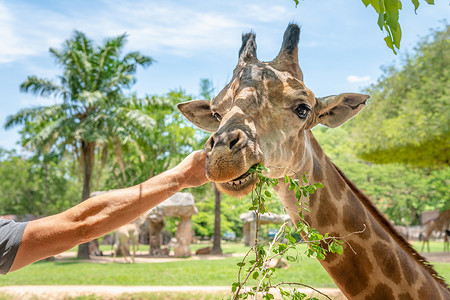 在动物园喂长颈鹿的人图片