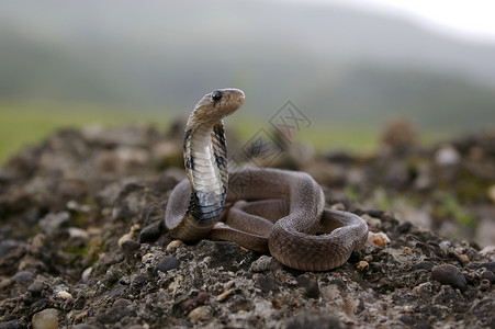 蛇拟人纳贾naj是印度次大陆原生的毒蛇背景