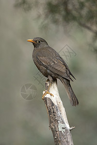 灰色翅膀的黑鸟雌母图片