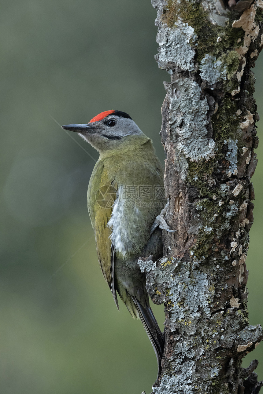 灰色头领木鸟雄比古斯罐头匹纳尼塔尔乌那克汉印地亚图片