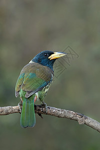 维普塔尔环境野生的高清图片