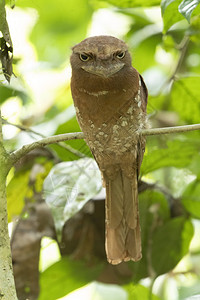 雌巴特拉乔斯托马蒙尼利热萨姆阿里鸟类保护区阿提卡德克拉因迪亚图片