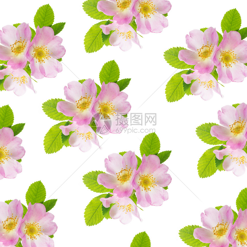 三朵精细的粉红野玫瑰花朵绿色叶以无缝模式与白色背景隔绝图片