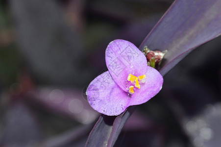 紫花粉红色图片