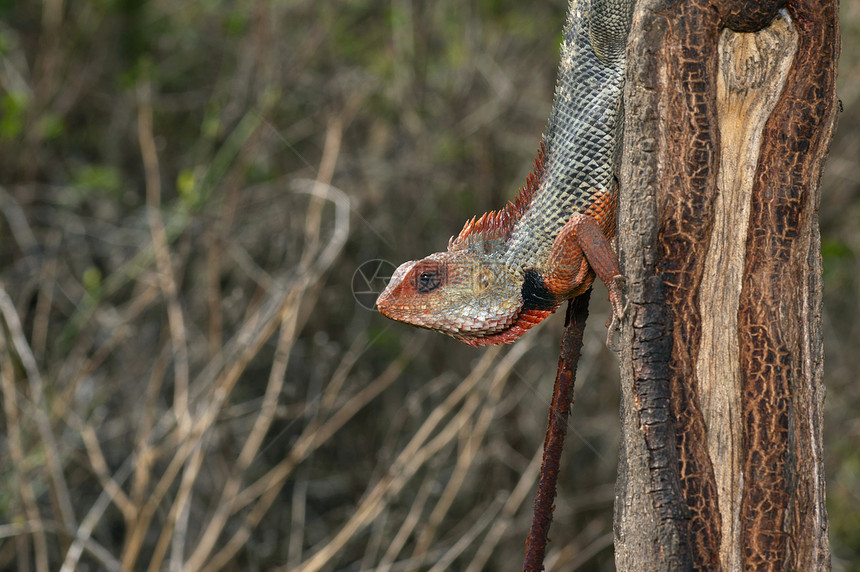 东边花园蜥蜴在马哈拉施特邦附近图片