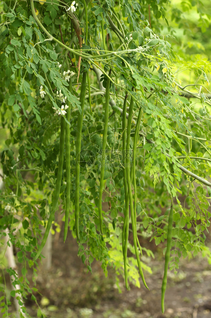 马哈拉施特邦附近的木棍树图片