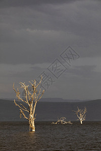 纳库鲁湖肯亚非洲图片