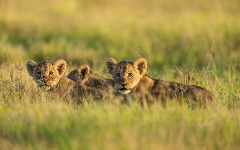 在早晨光亮中的小狮子幼崽背景图片