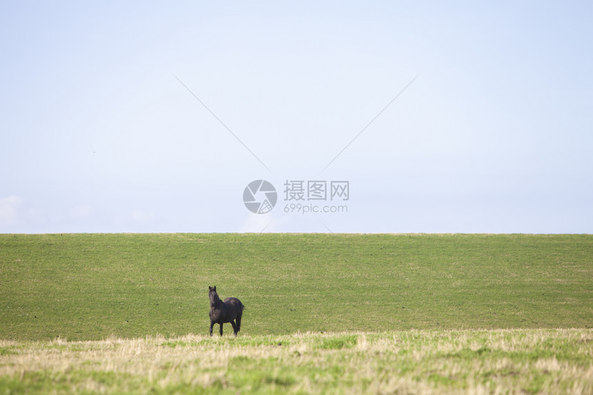 在荷兰河畔的薯条杜特奇省的草地堤坝上骑着马图片