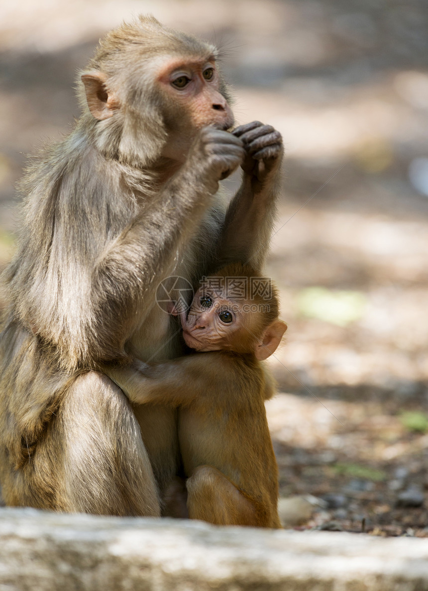 猴子婴儿喂养dhikaljmcorbet公园naitlurkhndIia图片