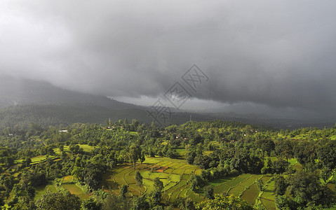 马哈拉施特邦科尼亚纳加的稻田高清图片
