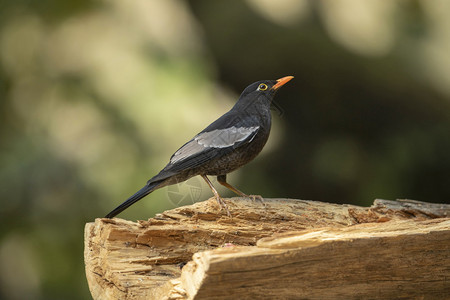 白翼黑鸟大肥猪石榴印地安群岛动物高清图片素材