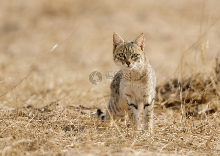 沙漠猫JaislmerjsthnIdi图片
