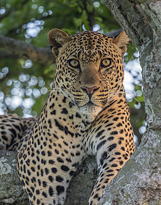 非洲马赛拉追踪长尾豹马修高清图片