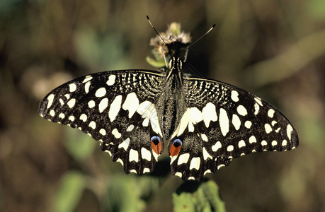 Nagzir野生动物保护区的石灰蝴蝶图片