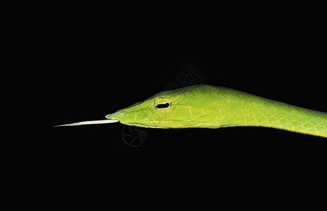 来自安波利马哈拉施特印地安那的绿藤蛇图片