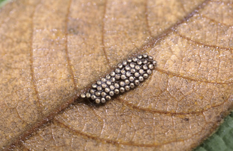 昆虫蛋整洁地躺在干叶上背景图片