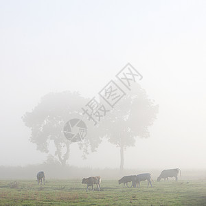 草地里的奶牛和树木在德国松树中在低萨科尼的燕子园里图片