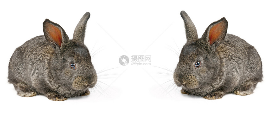 小家兔孤立在白色背景上拼贴宽广的照片图片