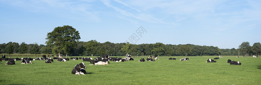 弗里西亚奶牛黑白荷尔斯坦奶牛在草地的黑白荷尔斯坦牛和在乌特勒支省内地的树木全景背景