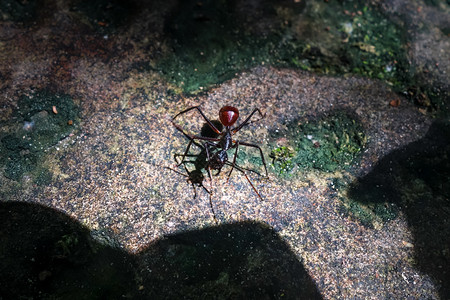塔曼尼加拉公园马来西亚大蚂蚁马来西亚图片
