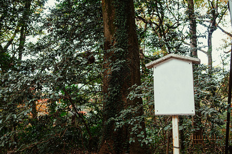 古老的白色日本招牌在大树下青柳公园附近的森林东京高清图片