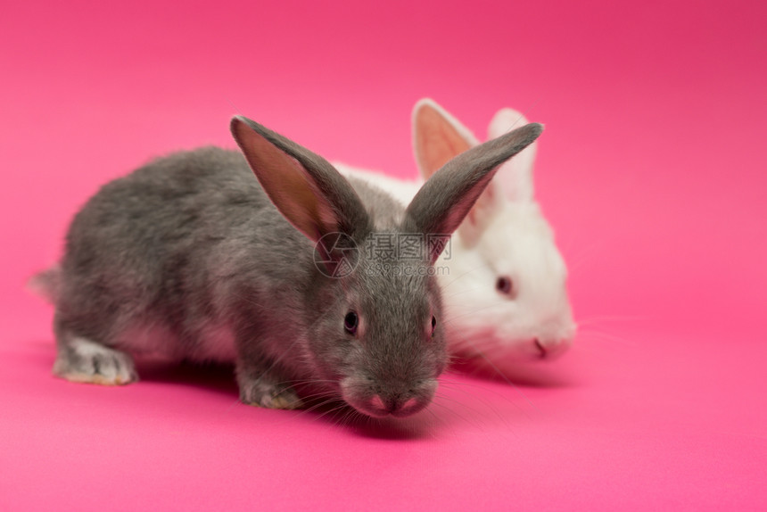 粉红背景的两只白小兔子和两只灰白小兔子图片