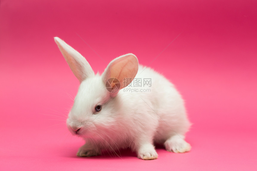粉红背景的小白兔图片