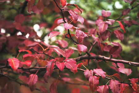 秋天的梨枝背景树自然高清图片素材